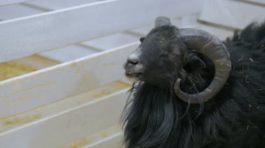 Kara koyun ahşap bir çit popo