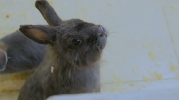 Mujer alimentando a un conejo en el zoológico — Vídeo de stock