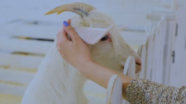 Woman stroking a goat — Stock Video