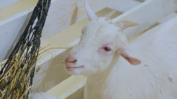 Λευκό κατσικίσιο τρώει το σανό σε αγρόκτημα — Αρχείο Βίντεο