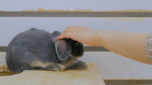 Жінка погладжує кролика — стокове відео