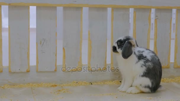 Conejo sentado cerca de una cerca de madera blanca — Vídeo de stock