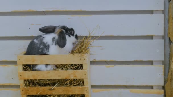 Κουνέλια τρώνε σανό σε αγρόκτημα — Αρχείο Βίντεο