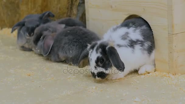 Gruppe von Kaninchen sitzt in der Nähe von weißem Holzzaun — Stockvideo