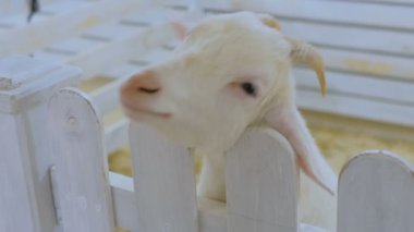 Beyaz Keçi kişi Hayvanat Bahçesi