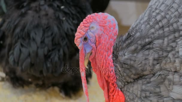 Close up shot of domestic turkey — Stock Video