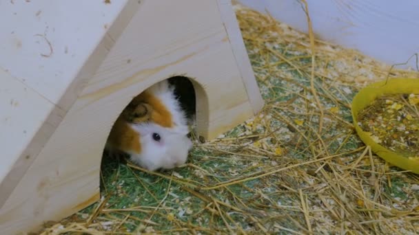 Guinea pig in zoo in white house — Stock Video