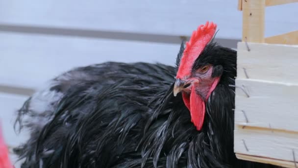 Primo piano colpo di gallo domestico nero — Video Stock