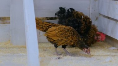 Kahverengi kıvırcık yerli tavuk