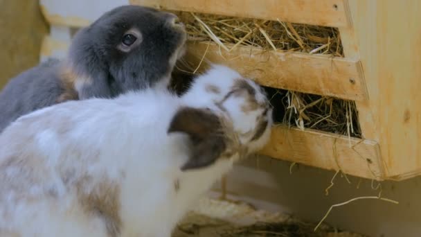 Los conejos comen heno en granja — Vídeos de Stock