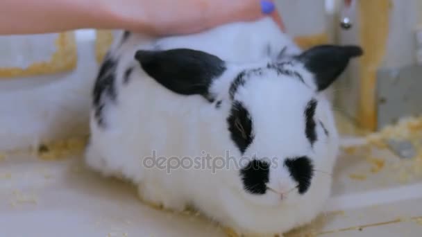 Woman stroking a rabbit — Stock Video