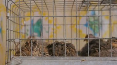 Evde kafeslerde bıldırcın çiftliği