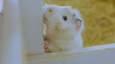 Eskiden şiling şimdi domuz okşayarak kadın