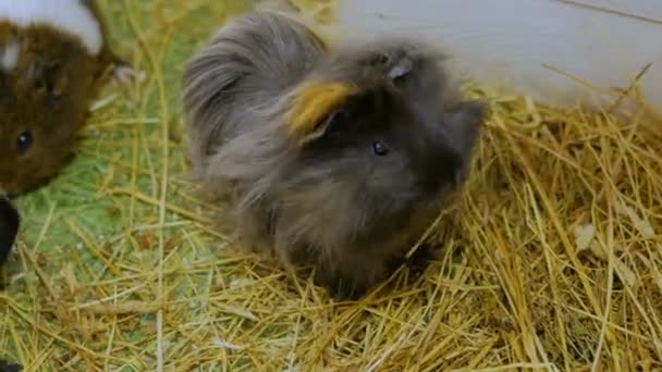 Groep van cavia 's — Stockvideo