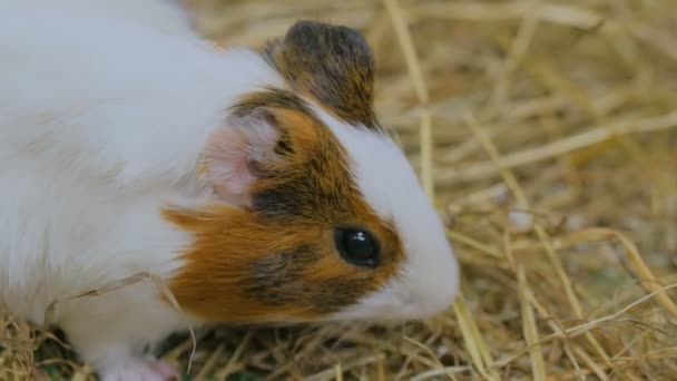 Guinea pig eating hay in zoo — Stock Video