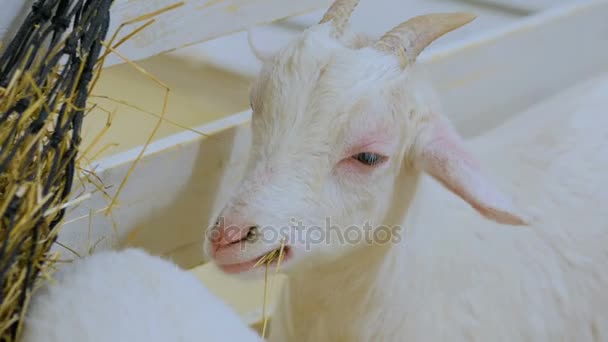 La chèvre blanche mange du foin à la ferme — Video