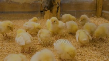 Bebek tavuk çiftliğinde grup