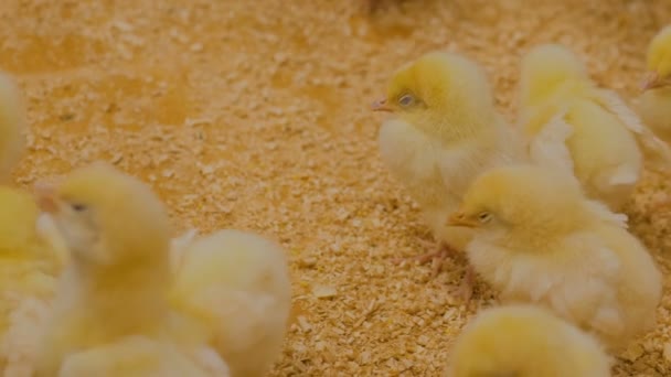 Poulets de quelques jours au zoo — Video