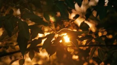 Doğa arka plan bitki örtüsü silueti ile