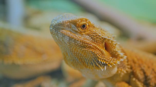 Lagarto dragón barbudo amarillo en el zoológico — Vídeo de stock