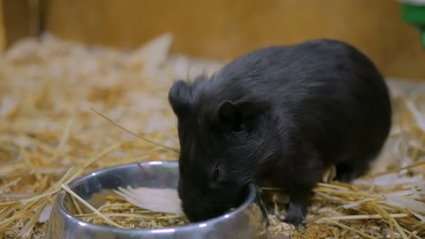 Черная морская свинка ест в зоопарке — стоковое видео
