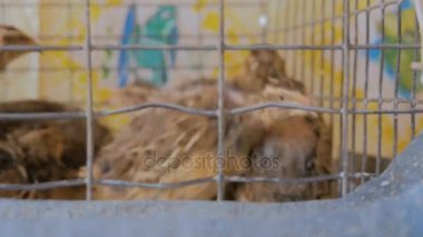 Evde kafeslerde bıldırcın çiftliği