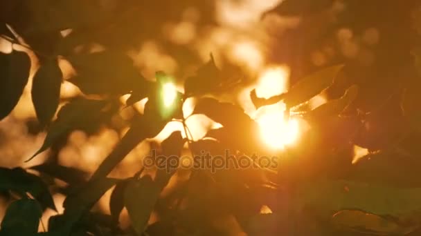 Natur Hintergrund mit Silhouette von Laub — Stockvideo