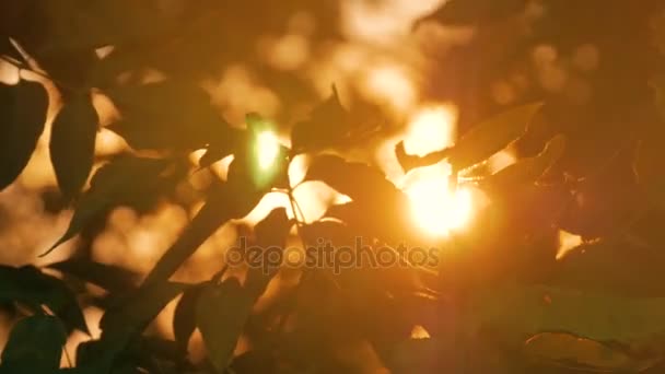 Natuur achtergrond met silhouet van gebladerte — Stockvideo