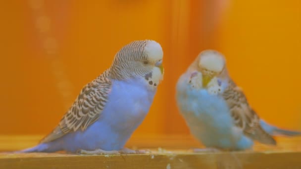 Un par de loros se balancean en el balancín — Vídeo de stock