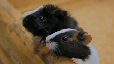 Kadın hayvanat bahçesinde iki kobayla besleniyor.