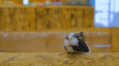 Meraklı kobaylar etrafa bakınıyor.