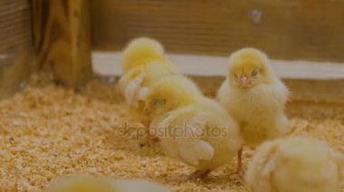 Bebek tavuk çiftliğinde grup