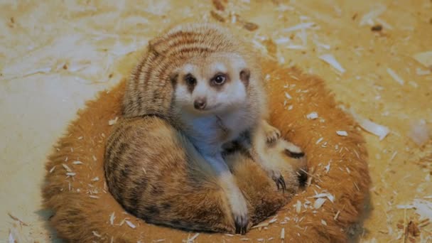 Two meerkats sleeping in their house — Stock Video