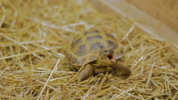 Turtle yawn and slowly crawl forward — Stock Video