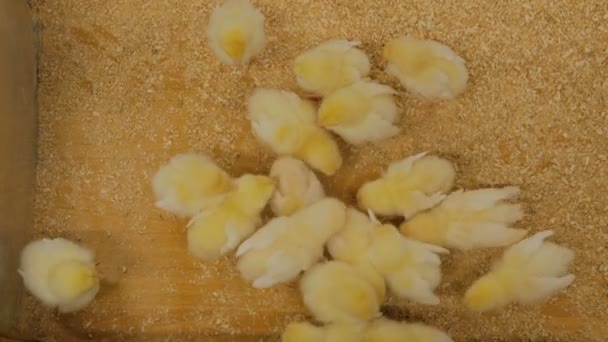 Top view of group of baby chicken on zoo — Stock Video