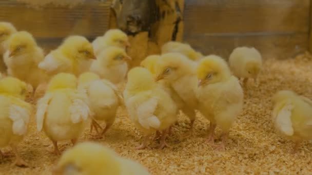 Pocos días pollos en el zoológico — Vídeo de stock