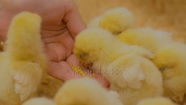 Mujer alimentando pollos bebé en granja — Vídeos de Stock