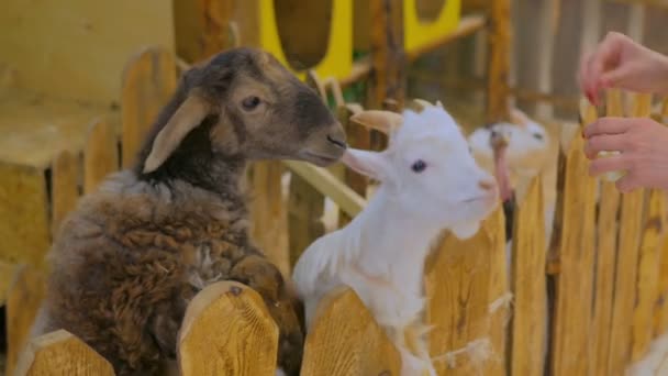 Mujer alimentando cabras blancas — Vídeo de stock