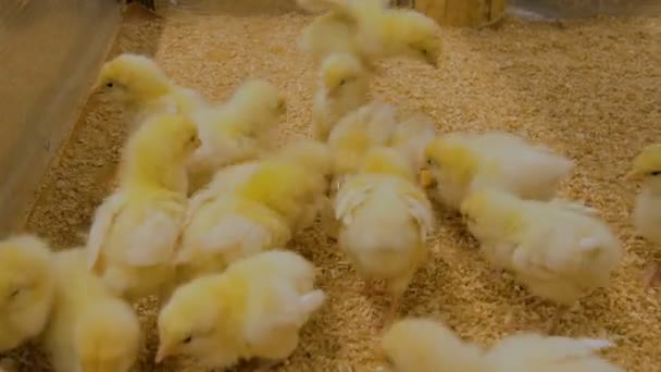 Woman feeding baby chickens on farm — Stock Video