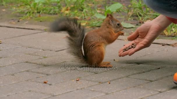 Mujer alimenta a las ardillas en el parque — Vídeos de Stock