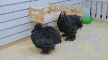 İki siyah yerli tavuk