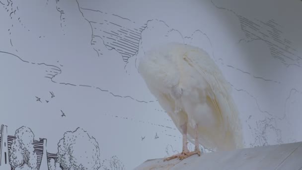 Bianco bellissimo pavone rosicchiare la piuma — Video Stock