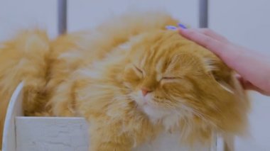 Büyük bir kırmızı kedi okşayarak kadın