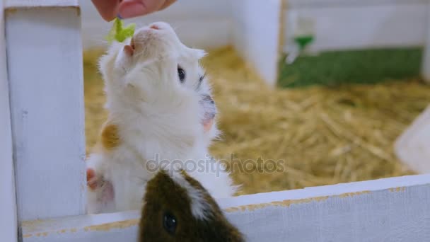 Woman feeding guinea pigs — Stock Video