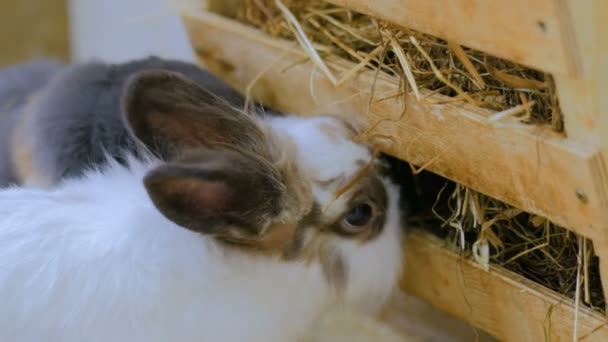 Les lapins mangent du foin à la ferme 
