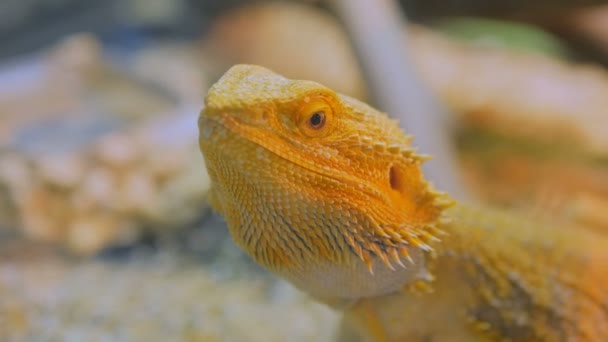 動物園で黄色 barded トカゲ — ストック動画