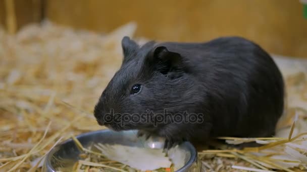 Black guinea pig eating in zoo — Stock Video