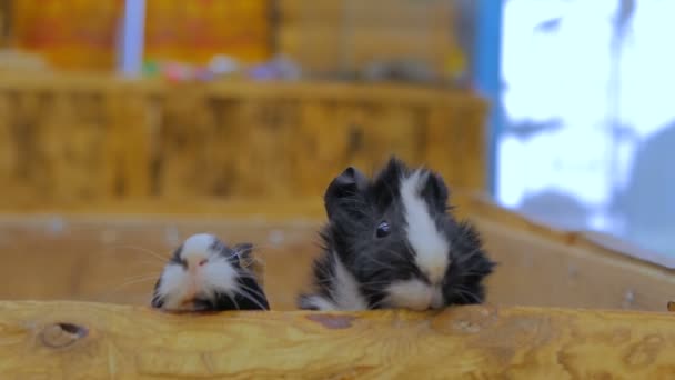호기심많은 기니 돼지들이 주위를 둘러 봅니다. — 비디오