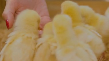 Hayvanat Bahçesi üzerinde yeni doğan tavuk besleme kadın