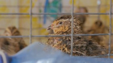 Evde kafeslerde bıldırcın çiftliği